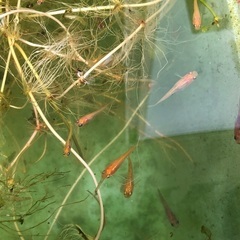 ミックスメダカ30匹からの画像