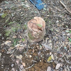 庭木の根っこ除去、どなたか助けて下さい