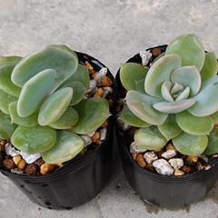 ドライアントの画像