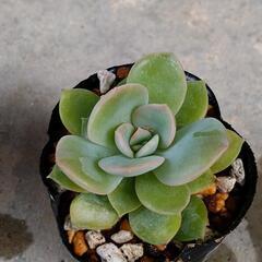 ドライアントの画像