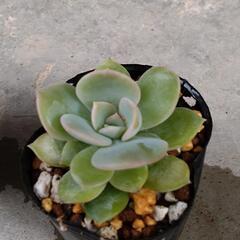 ドライアントの画像