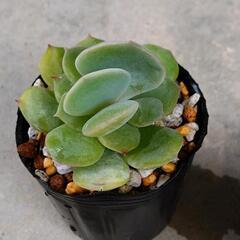 ドライアントの画像