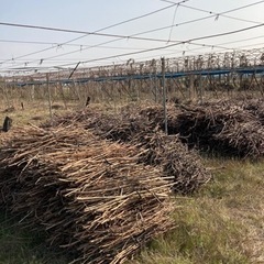 ブドウの剪定後の枝　