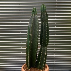 はしらサボテン 🌵の画像