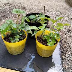 いちご 3種類！の画像