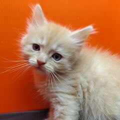 1/29生サイベリアン♂クリームタビー (トライアウト猫)  − 東京都