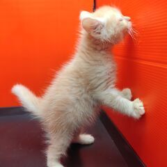 1/29生サイベリアン♂クリームタビー (トライアウト猫)  - 里親募集
