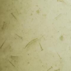 琉金の針子20匹  200円の画像