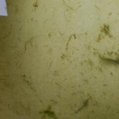 琉金の針子20匹  200円の画像