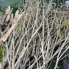 材木！薪用！焚き火！バーベキューに！の画像