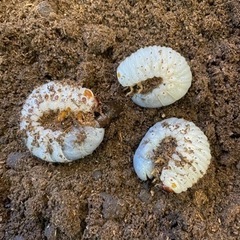 エレファスゾウカブト幼虫
