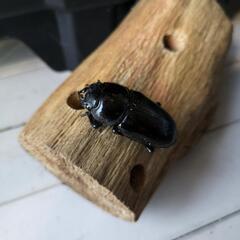 【値下げ】国産オオクワガタペアの画像