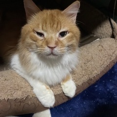 キャットケージ　タワーを🐱