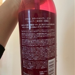 ピンシャの画像