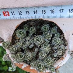 多肉植物　セダム&子持ち蓮華の画像