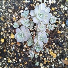多肉植物　セダム&子持ち蓮華の画像