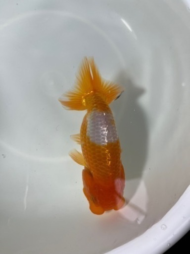 らんちゅう 2歳 1匹 サイズ大
