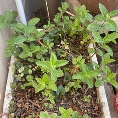 早く取りに来てください