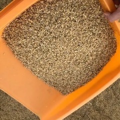 籾殻 2024年産 米袋1袋パンパン