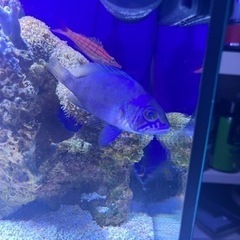 インディゴハムレット　海水魚　ハタ　カリブ海