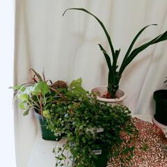 観葉植物セットです