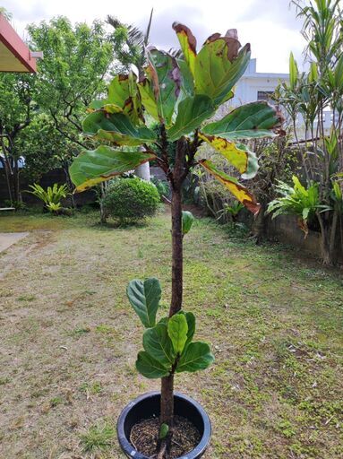 カシワバゴムノキ　(地植え用・130cm)