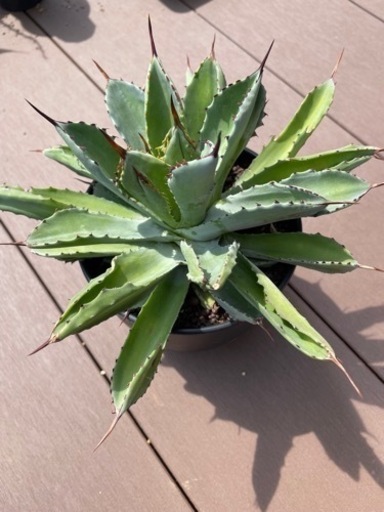 アガベ・キュービック！