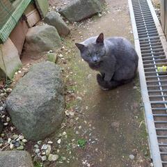 外猫です。