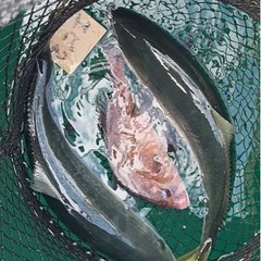 釣った魚を買い取ってくれるところを教えて下さい