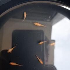 メダカ　紅帝の稚魚　１ｃｍ前後　１０匹
