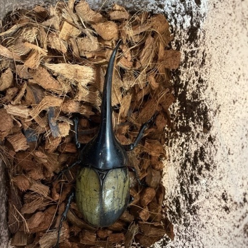 DH.ヘラクレス133ミリペア　引き取り限定