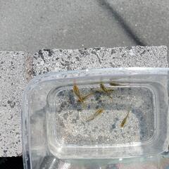メダカ　鳳凰改　成魚　５匹