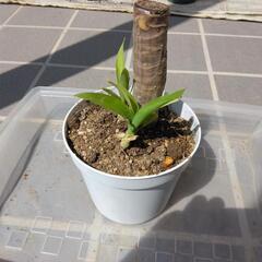 ユッカ（青年の木）①