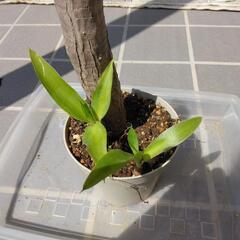 ユッカ(青年の木)③