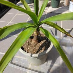 ユッカ(青年の木)⑤