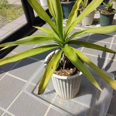 ユッカ(青年の木)⑥