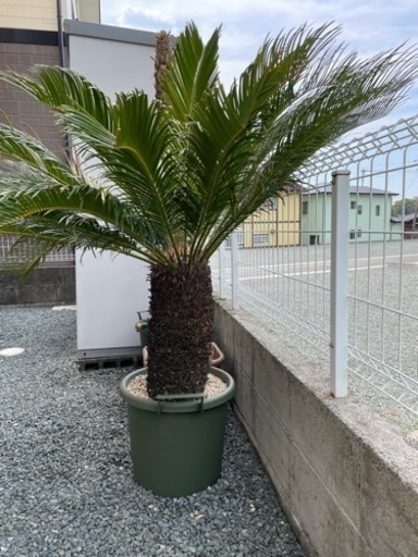 【取引完了】 ソテツ 蘇鉄大株 約1.3m  子株付き
