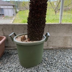 取引完了】 ソテツ 蘇鉄大株 約1.3m 子株付き