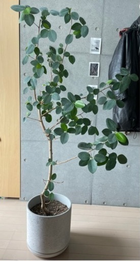 観葉植物　-ゴムの木-