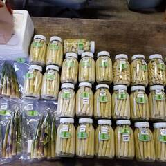 野菜収穫、仕分け、軽作業　※シーズンによって作業内容は変わりますの画像