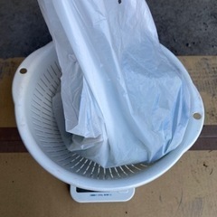 アイヌネギ（行者ニンニク）の画像