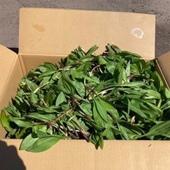 アイヌネギ（行者ニンニク）の画像