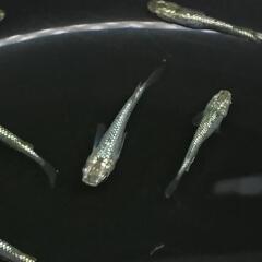 スーパーラメ  150円  10匹1000円 改良メダカ  めだか の画像