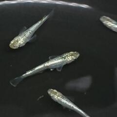 スーパーラメ  150円  10匹1000円 改良メダカ  めだか の画像