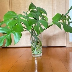 観葉植物 ヒメモンステラ(交渉中)