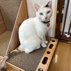 ずっとのおうち決定！ - 里親募集