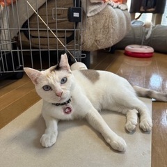 ずっとのおうち決定！ − 沖縄県