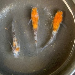 三色ラメめだか　オス1.メス2【取引中】