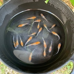 夜桜三色稚魚〜若魚　20匹前後（取引中）