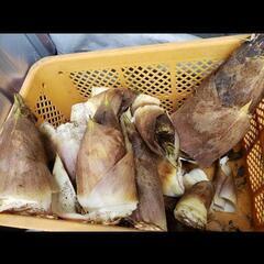 掘りたてたけのこ